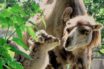 bioparco
