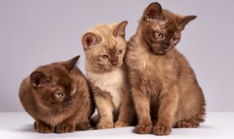 gatti