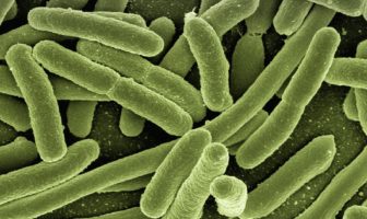 SIMIT – Escherichia Coli, importante rispettare i limiti di balneazione per evitare infezioni escherichia coli