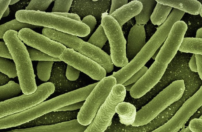 escherichia coli