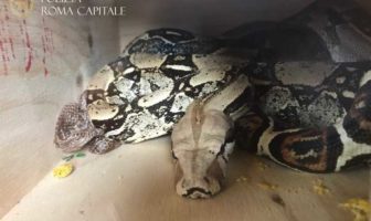 Serpente di circa due metri trovato in un palazzo, intervento della Polizia Locale polizia locale