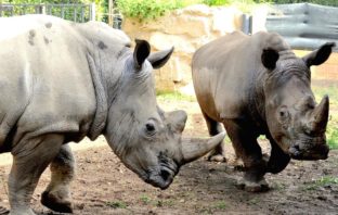 Rinoceronti bianchi al Bioparco bioparco