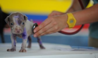 ricetta veterinari