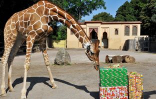 Dal 26 dicembre alla Befana al Bioparco di Roma bioparco