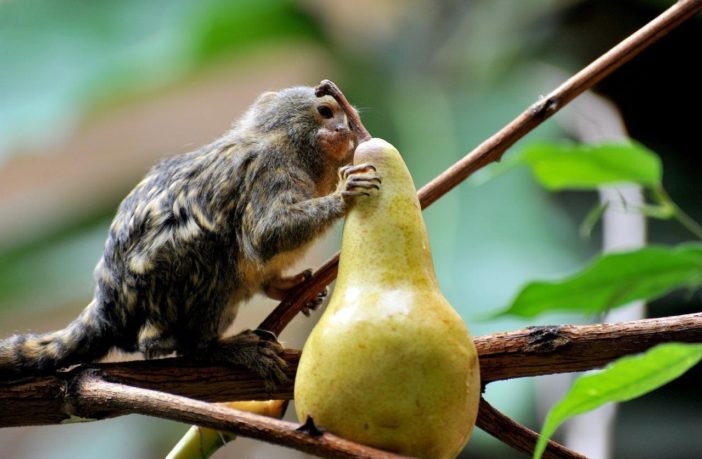 bioparco