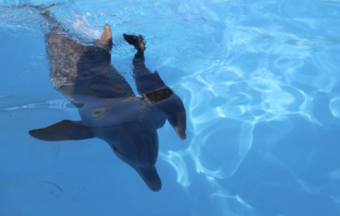 #iorestoacasa con gli animali di Zoomarine! zoomarine
