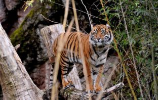 Domenica 8 marzo al Bioparco la Giornata mondiale della Fauna selvatica bioparco