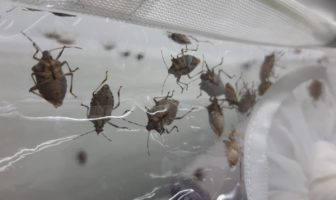 cimice