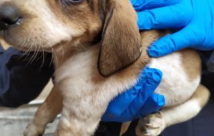 Prati, ritrovati 7 cuccioli da una pattuglia della Polizia Locale cuccioli