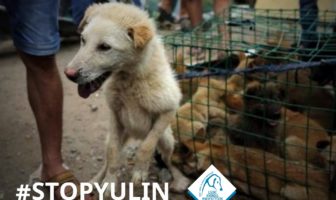 yulin