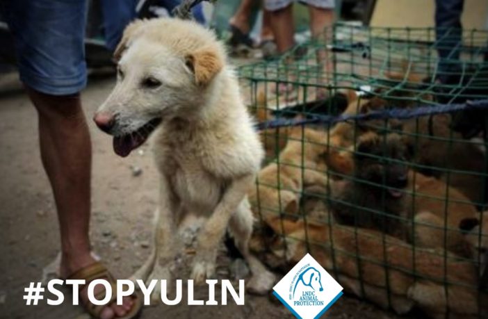 yulin