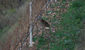 fauna