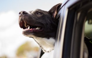Caldo – E’ emergenza cani lasciati in auto lndc