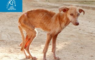 Dubai – Cani e gatti uccisi per Expo. LNDC scrive all’Ambasciatore dubai