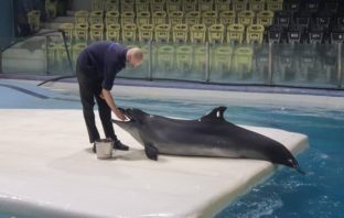 La delfina Kasya è giunta a Kish Island delfina