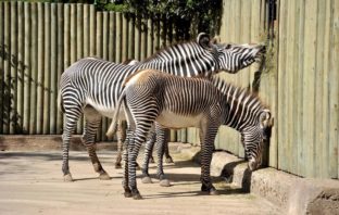 Al Bioparco Carnevale, San valentino e promozione Darwin bioparco