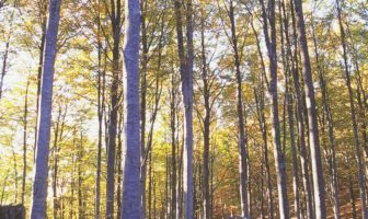 Rapporto PEFC: aumentano foreste gestite in modo sostenibile in Italia – Salgono a 889.032 gli ettari di boschi e piantagioni certificati PEFC foreste