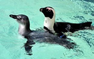 I cuccioli del Bioparco – pinguini, suricati e cammellina bioparco