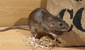 Codacons su Roma 10 milioni di topi, 3,5 ratti ogni abitante topi