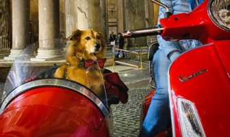 Cinque incredibili esperienze da fare con il vostro cane almeno una volta nella vita cane