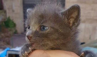 gattini