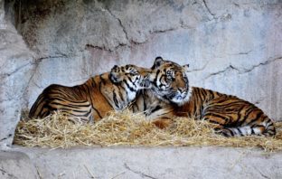 Gli animali del Bioparco e il freddo bioparco