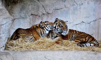 bioparco