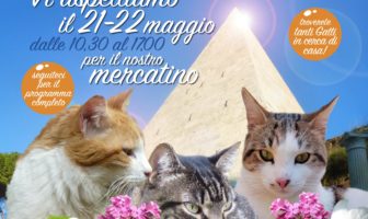gatti piramide