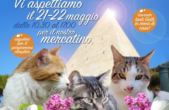 gatti piramide