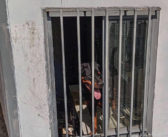 Erano rinchiusi in uno spazio angusto, senza né acqua né cibo, 3 cani salvati dalla Polizia Locale. Denunciato il proprietario.