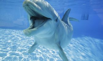 Grande adesione della squadra nautica fluviale della Polizia di Stato al primo “corso di primo soccorso per delfini spiaggiati” delfini