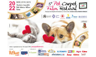 pet carpet
