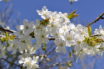 concerto di primavera