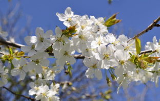 concerto di primavera