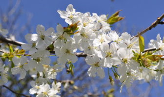 concerto di primavera