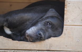 Storie di rinascita, nessun cane è irrecuperabile: Junior, dalla reclusione alla speranza di essere adottato junior