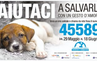 Randagismo, LEIDAA: dal 29 maggio al 18 giugno SMS o chiamate da fisso al 45589 per salvare gli ultimi tra gli ultimi randagismo