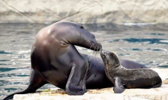 bioparco
