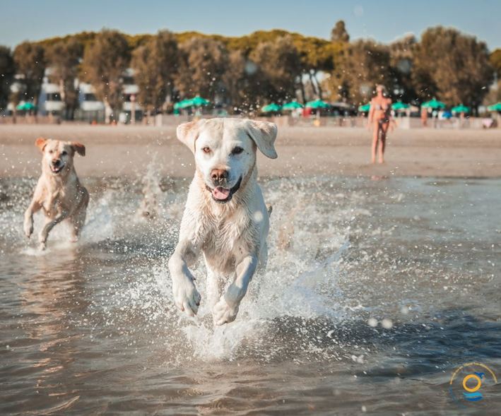 giornata cane