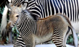 zebra
