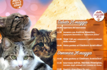 i gatti della piramide