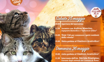 I gatti della piramide 25 e 26 maggio i gatti della piramide