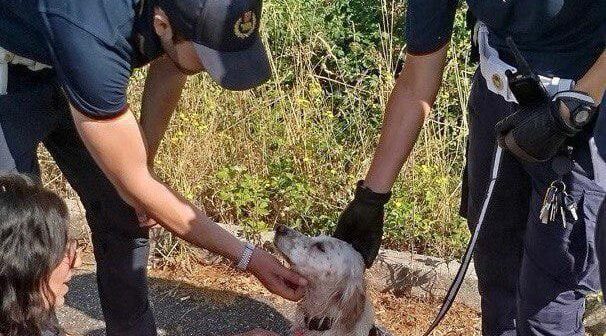 Stava annegando in un fosso, cagnolino salvato dalla Polizia Locale