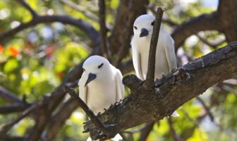 Le Seychelles si confermano ancora una volta un rifugio privilegiato per la biodiversità globale seychelles