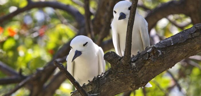 Le Seychelles si confermano ancora una volta un rifugio privilegiato per la biodiversità globale