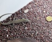 Progetto LIFE EOLIZARD: nate 52 rarissime lucertole delle Eolie al Bioparco di Roma