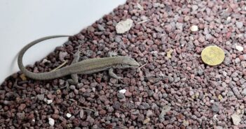 Progetto LIFE EOLIZARD: nate 52 rarissime lucertole delle Eolie al Bioparco di Roma