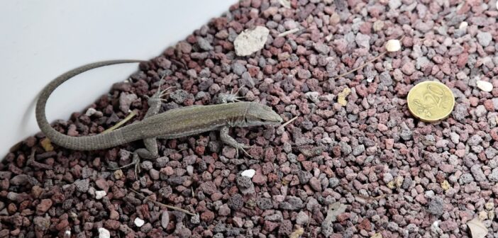 Progetto LIFE EOLIZARD: nate 52 rarissime lucertole delle Eolie al Bioparco di Roma