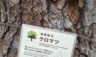 Japanese black pine