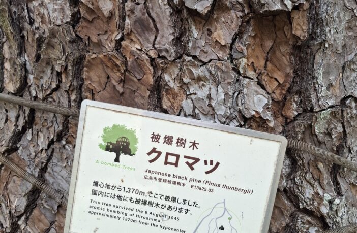 Japanese black pine